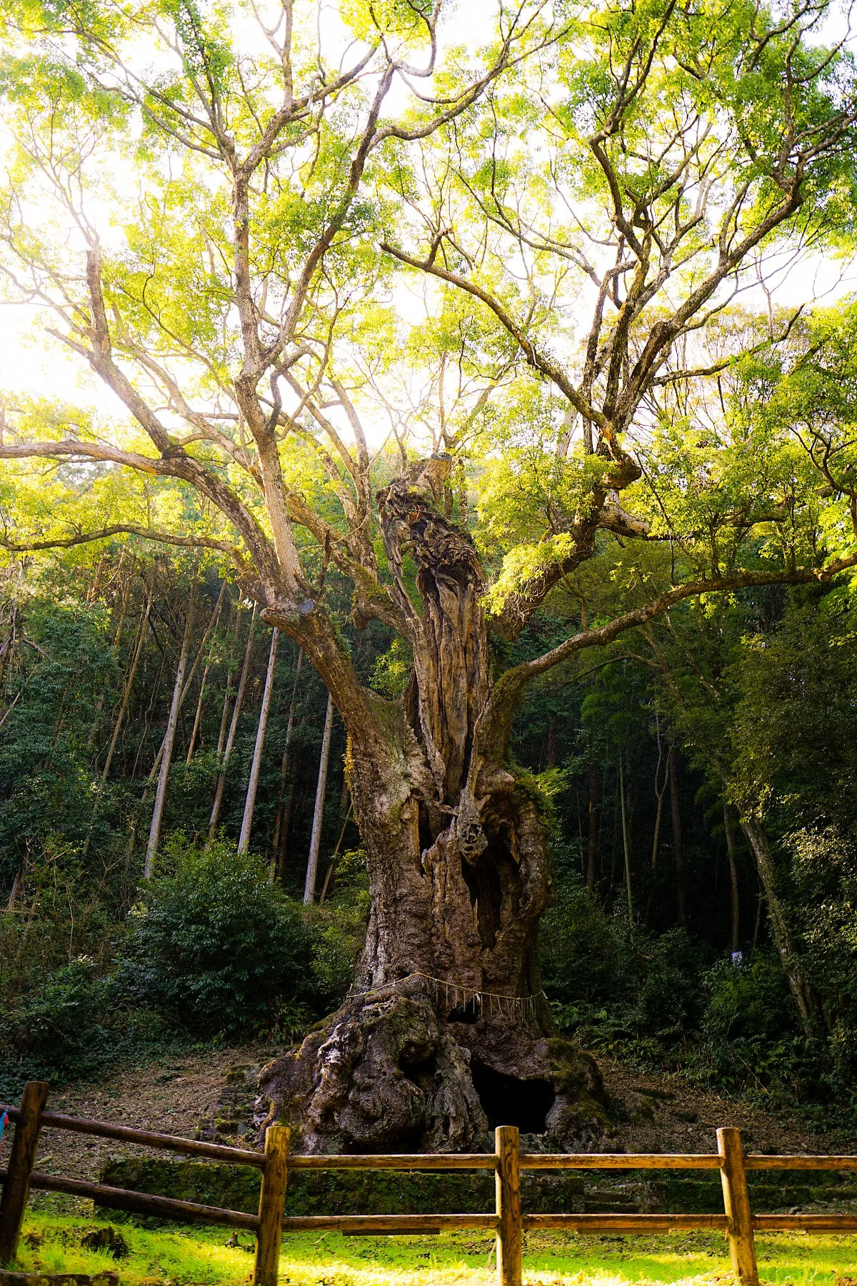 %EB%8B%A4%EC%BC%80%EC%98%A4_%EB%85%B9%EB%82%98%EB%AC%B4_%283%29.JPG?type=w1200