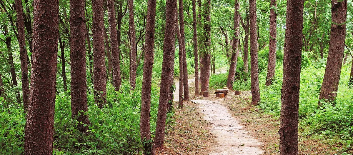 %EB%8B%A8%EC%96%91_%EC%8B%A0%EB%9D%BC_%EC%A0%81%EC%84%B1%EB%B9%84%EB%A5%BC_%EC%A7%80%EB%82%98_%EC%A0%81%EC%84%B1%EC%82%B0%EC%84%B1%EC%9C%BC%EB%A1%9C_%EA%B0%80%EB%8A%94_%EC%88%B2%EA%B8%B8.JPG?type=w1200