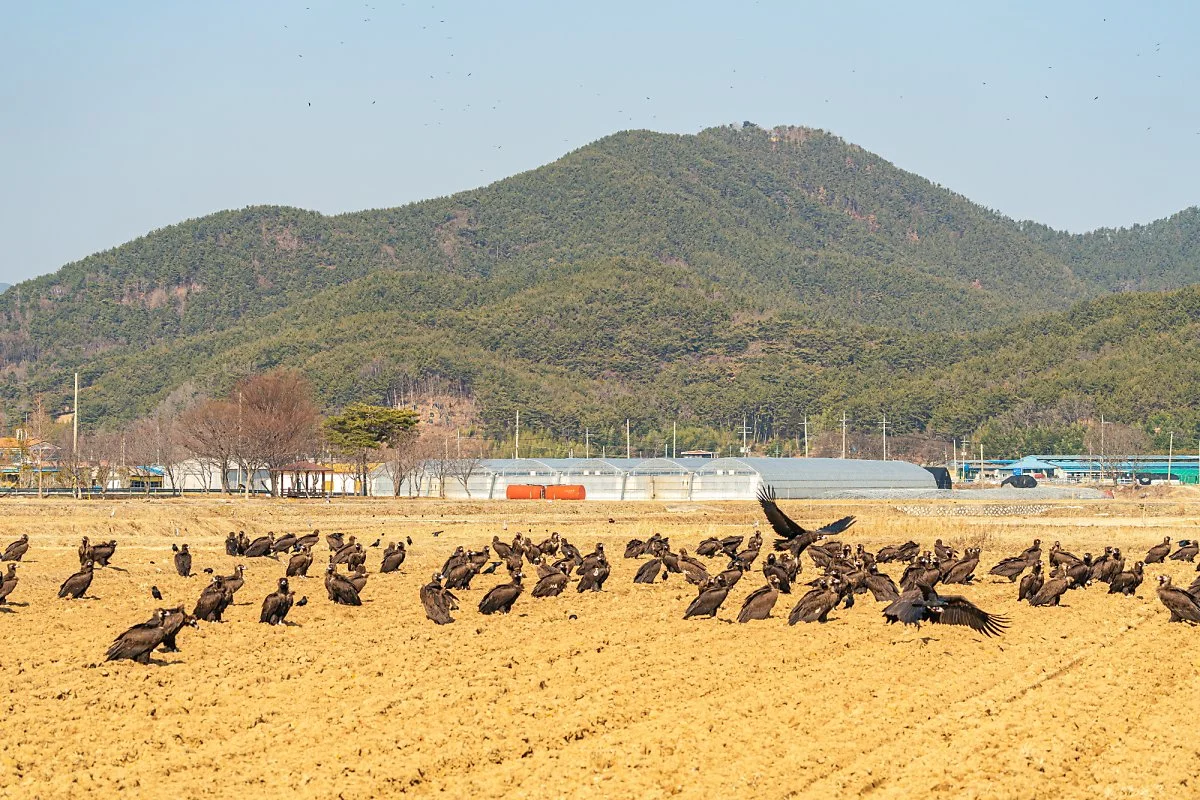 %EA%B3%A0%EC%84%B1_%EB%8F%85%EC%88%98%EB%A6%AC_023.jpg?type=w1200