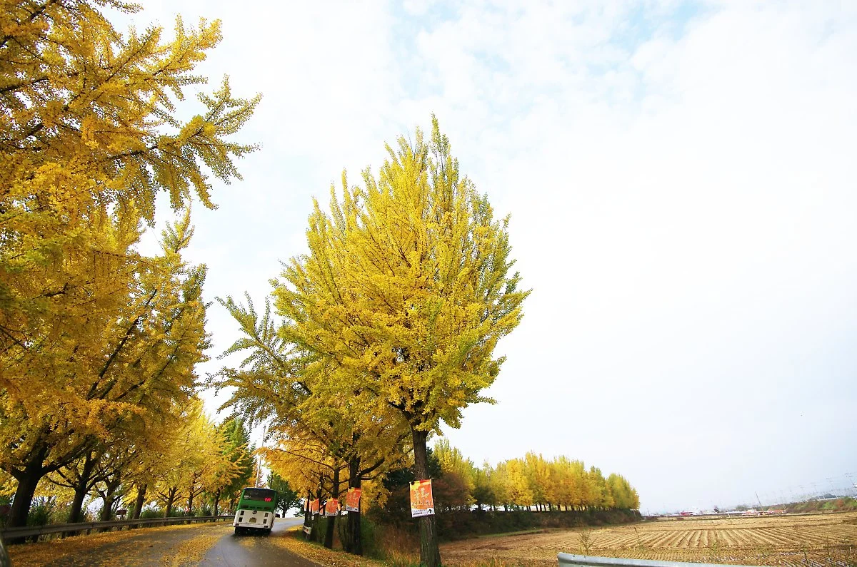 %EA%B3%A1%EA%B5%90%EC%B2%9C_%EC%9D%80%ED%96%89%EB%82%98%EB%AC%B4%EA%B8%B8.JPG?type=w1200