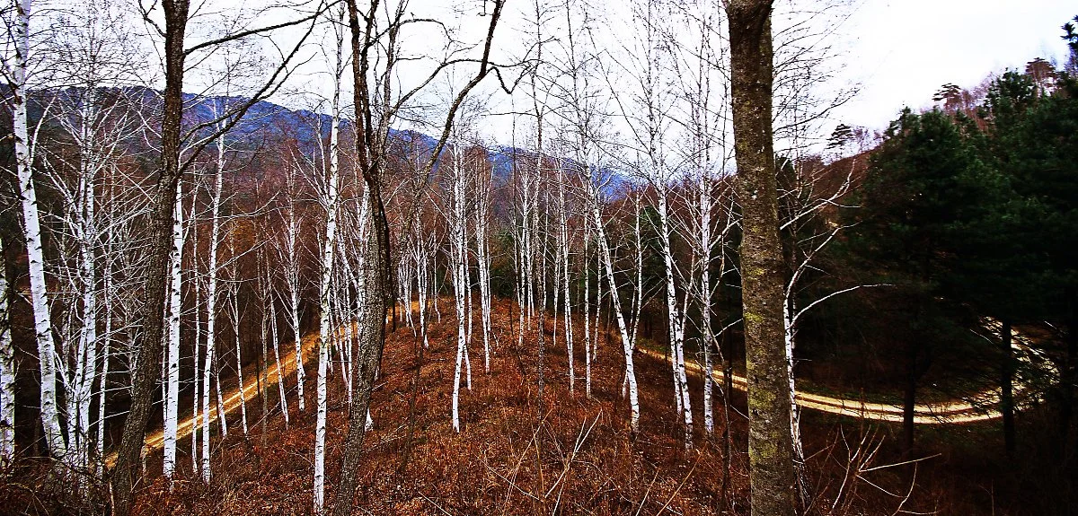 %EC%9D%B8%EC%A0%9C_%EC%9B%90%EB%8C%80%EB%A6%AC_%EC%9E%90%EC%9E%91%EB%82%98%EB%AC%B4%EC%88%B2_%EC%88%B2_%EC%82%AC%EC%9D%B4%EB%A1%9C_%EA%B8%B8%EC%9D%B4_%EB%82%AC%EB%8B%A4.JPG?type=w1200