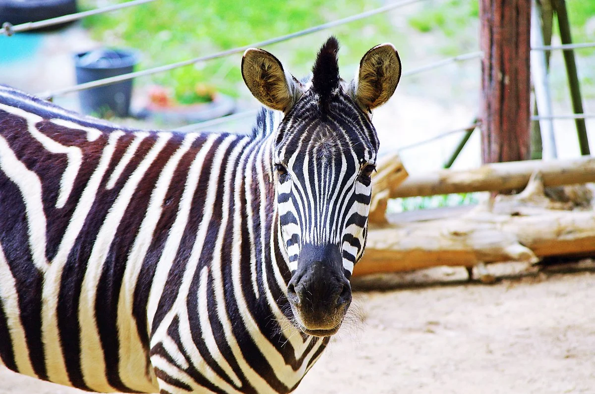 %EC%B2%AD%EC%A3%BC%EB%8F%99%EB%AC%BC%EC%9B%90%EC%97%90_%EC%9E%88%EB%8A%94_%EC%96%BC%EB%A3%A9%EB%A7%90.JPG?type=w1200