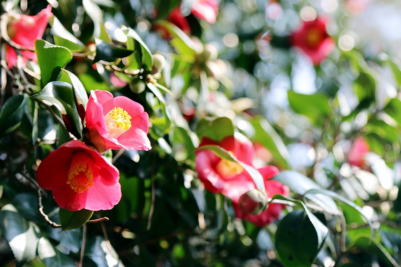 오동도 동백꽃 (4).JPG