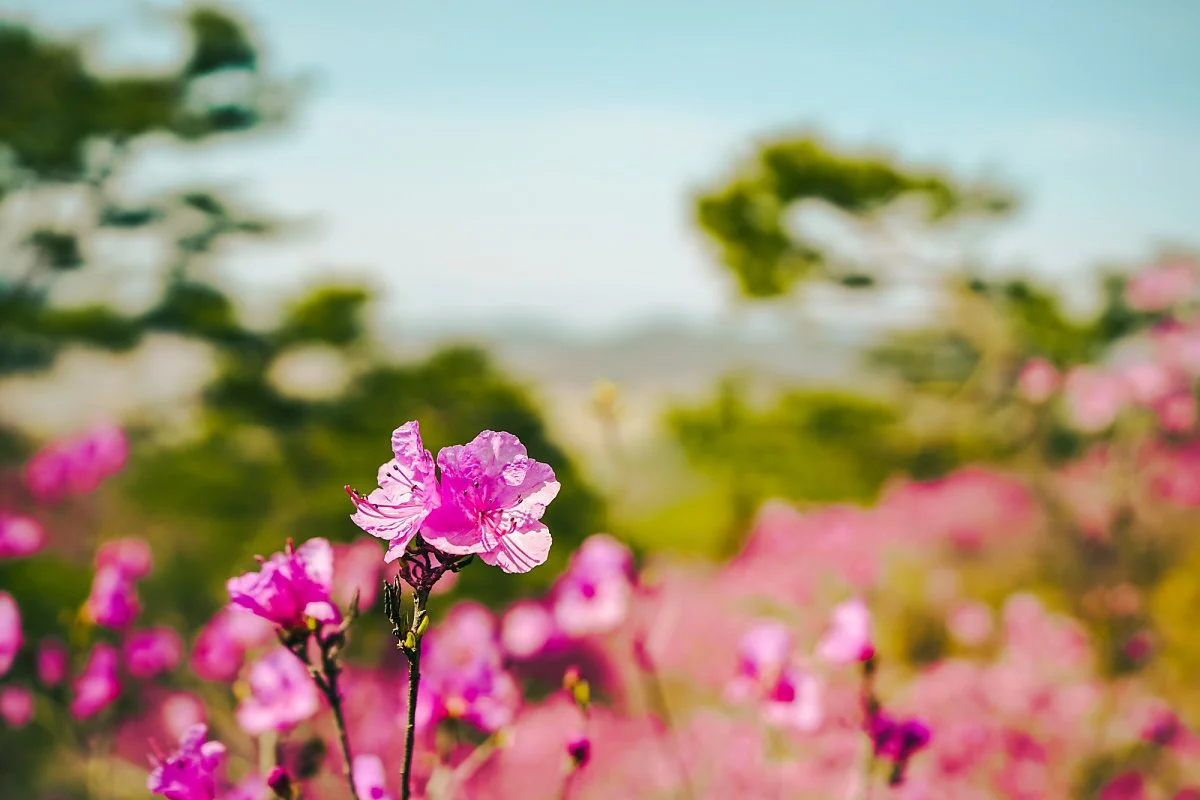 %EA%B3%A0%EB%A0%A4%EC%82%B0_%2819%29.jpg?type=w1200