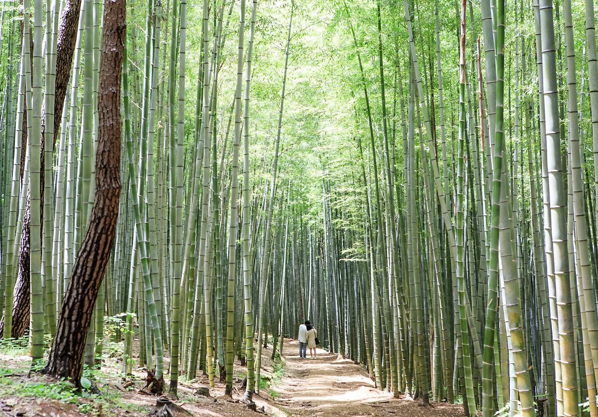 %EC%95%84%ED%99%89%EC%82%B0%EC%88%B2_%286%29.JPG?type=w1200