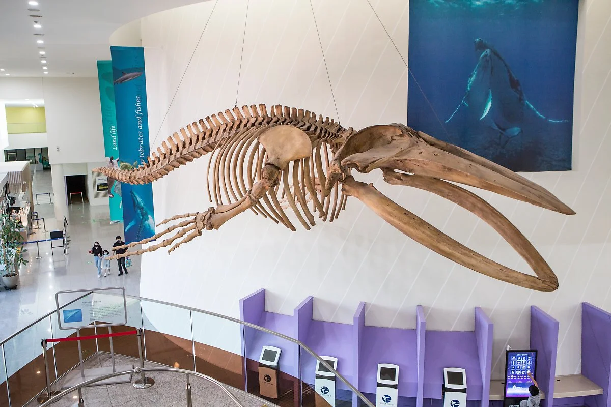 %EB%AA%A9%ED%8F%AC%EC%9E%90%EC%97%B0%EC%82%AC%EB%B0%95%EB%AC%BC%EA%B4%80__%EC%A0%95%EC%9D%80%EC%A3%BC_%281%29.JPG?type=w1200