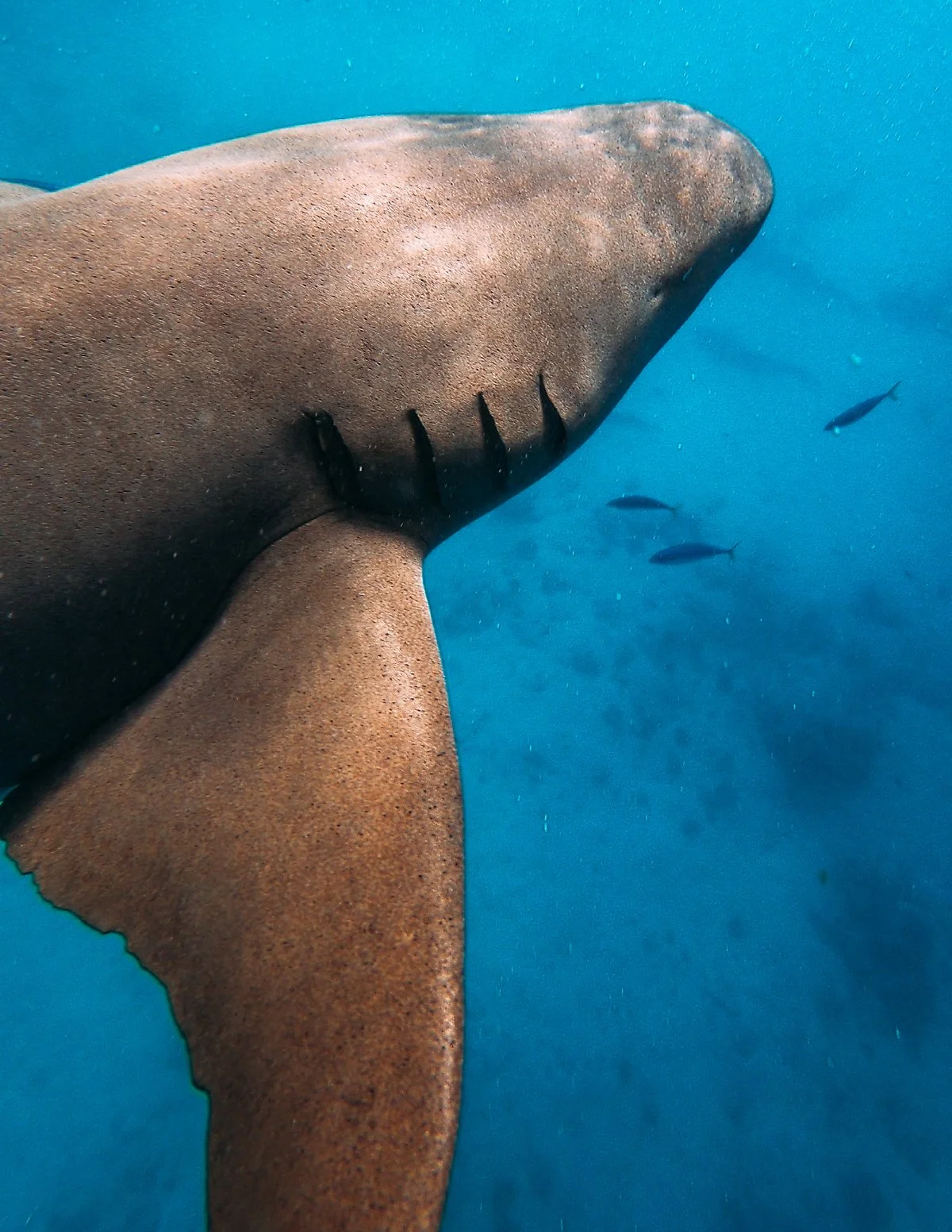 %EC%9D%B4%EA%B1%B0_%ED%81%AC%EA%B2%8C_%EC%8D%A8%EC%A3%BC%EC%8B%9C%EB%A9%B4_%EC%A2%8B%EC%9D%84_%EA%B1%B0_%EA%B0%99%EC%95%84%EC%9A%A9.jpg?type=w1200