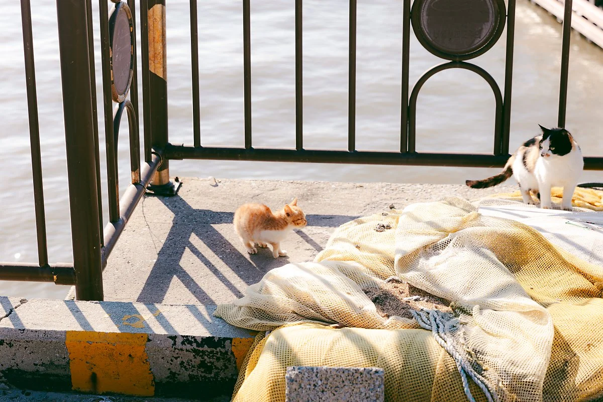 d_%EC%9E%A5%EA%B3%B3%ED%95%AD_4.jpg?type=w1200