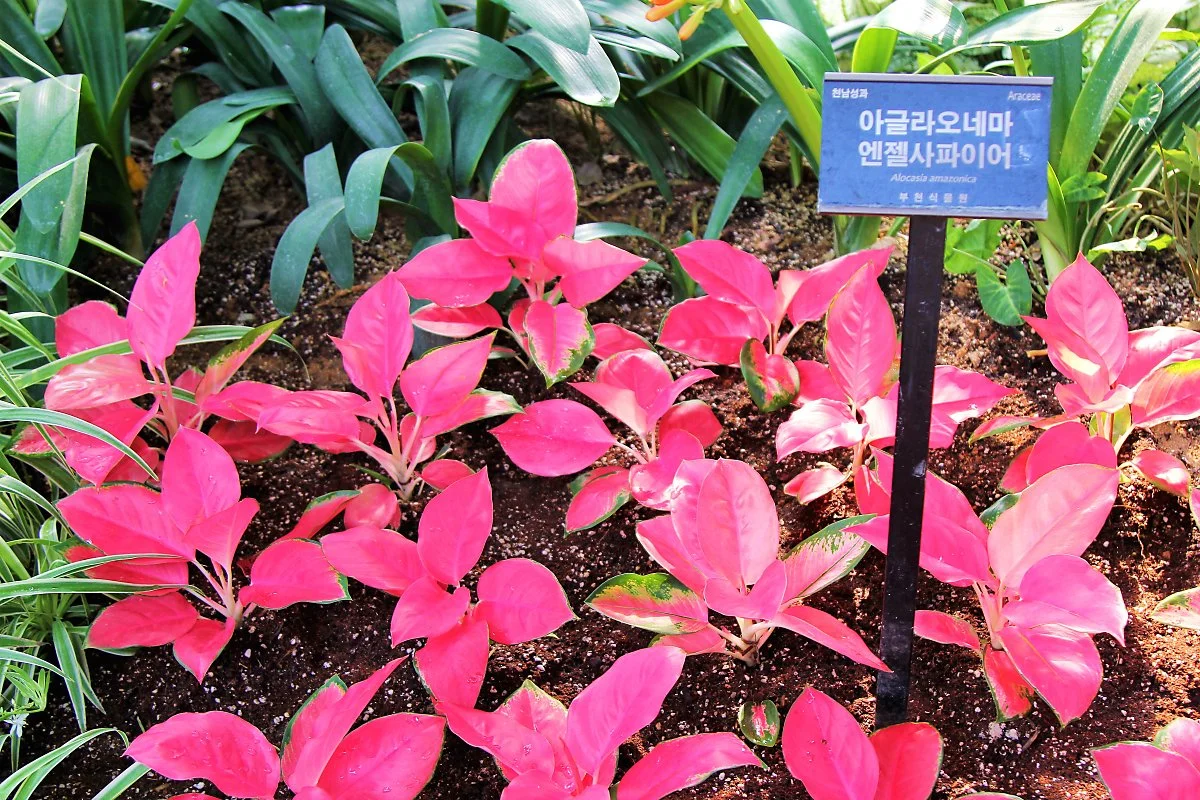 04%EB%B6%80%EC%B2%9C%EC%8B%9D%EB%AC%BC%EC%9B%90_%282%29.JPG?type=w1200