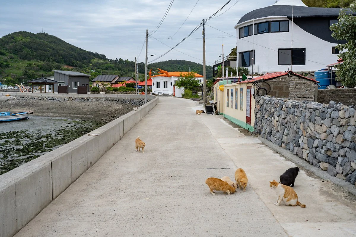 %EA%B3%A0%ED%9D%A5_%EC%91%A5%EC%84%AC_%2811%29%EA%B3%A0%EC%96%91%EC%9D%B4.jpg?type=w1200