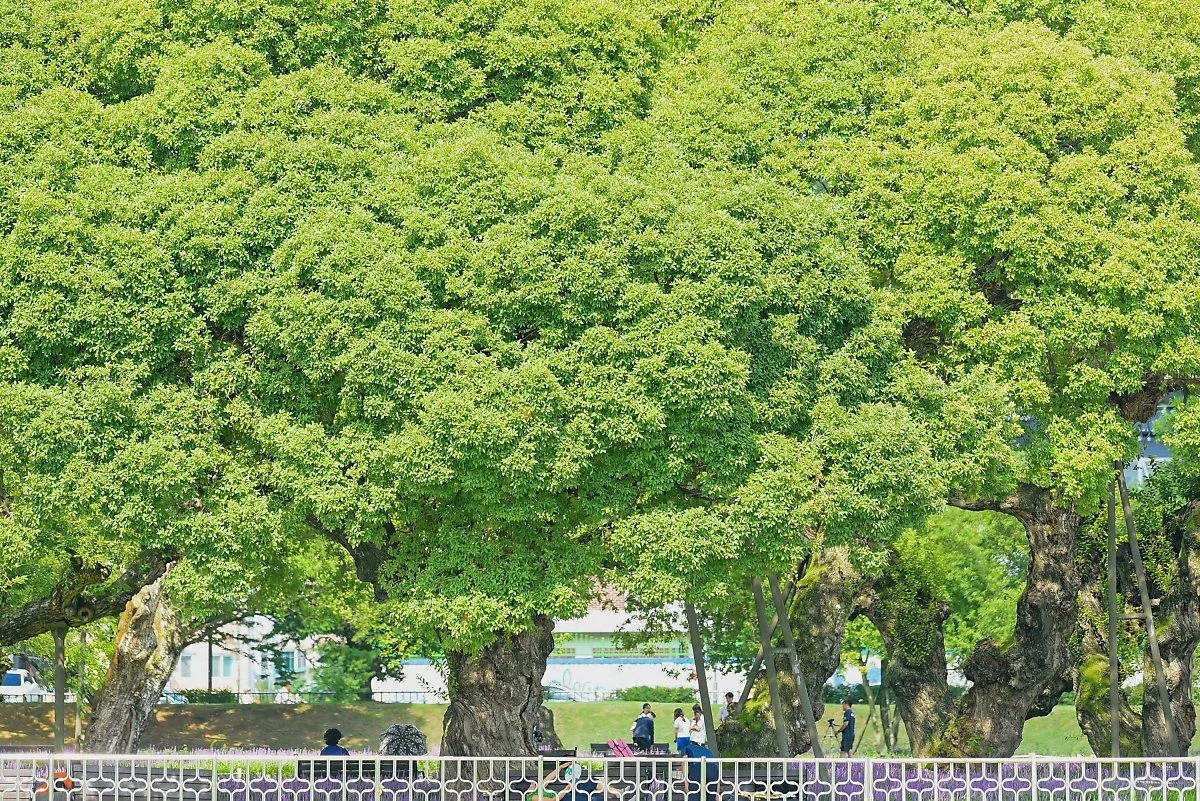 %EC%84%B1%EB%B0%96%EC%88%B2%EB%A7%A5%EB%AC%B8%EB%8F%99_%2810%29.jpg?type=w1200