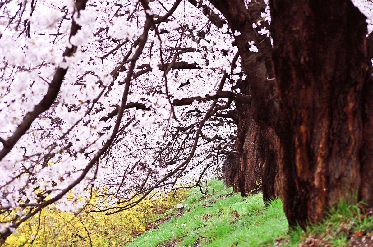 60%EC%97%AC_%EB%85%84_%EC%A0%84_%EC%8B%AC%EC%97%88%EB%8D%98_%EC%96%B4%EB%A5%B8_%EC%A2%85%EC%95%84%EB%A6%AC_%EA%B5%B5%EA%B8%B0%EC%9D%98_%EB%B2%9A%EB%82%98%EB%AC%B4%EA%B0%80_%EC%A0%80%EB%A0%87%EA%B2%8C_%EA%B5%B5%EC%96%B4%EC%A1%8C%EB%8B%A4..JPG?type=w1200