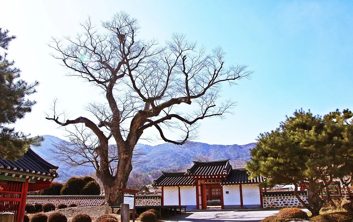 %EB%8C%80%ED%9D%A5%EB%8F%99%ED%97%8C_%EC%95%9E_%EB%8A%90%ED%8B%B0%EB%82%98%EB%AC%B4_%EA%B3%A0%EB%AA%A9.JPG?type=w1200