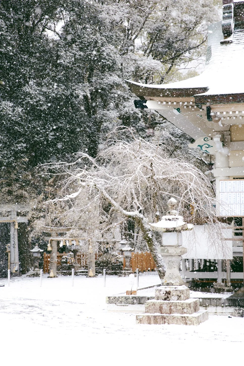 %EB%8B%A4%EC%BC%80%EC%98%A4_%EB%85%B9%EB%82%98%EB%AC%B4(2).jpg?type=w966