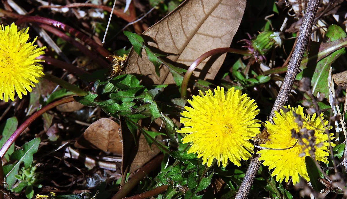 %EB%82%AF%EB%AC%BC%EB%B0%AD%EA%B8%B8_%ED%98%84%EB%AC%B4%EC%95%94_%EB%8F%8C%EB%8B%B4_%EC%95%84%EB%9E%98_%ED%94%BC%EC%96%B4%EB%82%9C_%EB%AF%BC%EB%93%A4%EB%A0%88%EA%BD%83.JPG?type=w1200