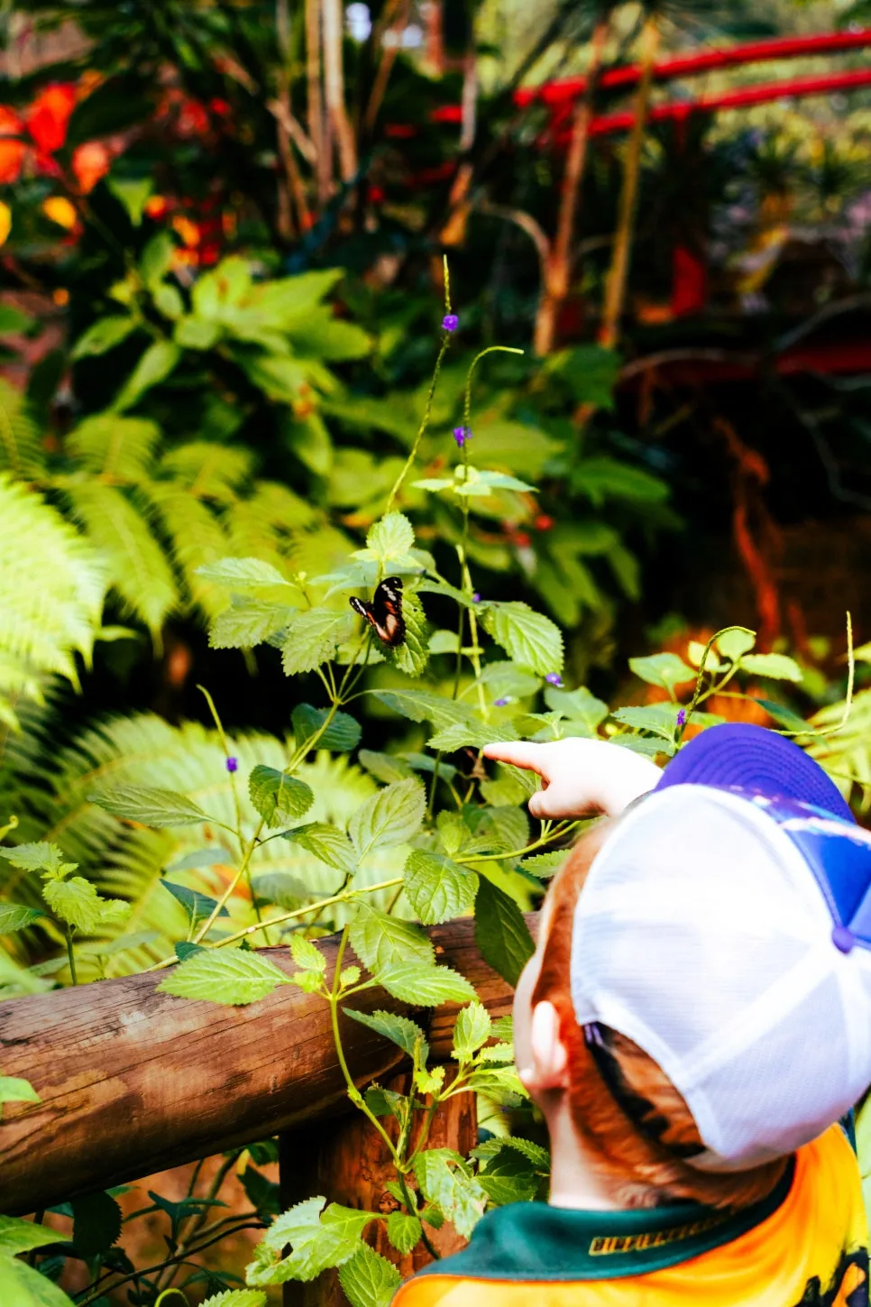 %ED%98%B8%EC%A3%BC_%EB%82%98%EB%B9%84_%EB%B3%B4%ED%98%B8_%EA%B5%AC%EC%97%AD_(2).jpg?type=w966