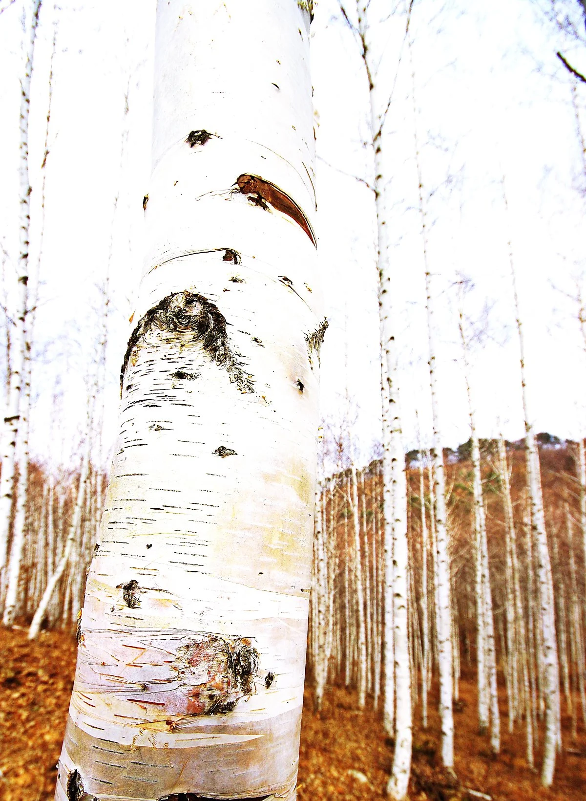 %EC%9E%90%EC%9E%91%EB%82%98%EB%AC%B4.JPG?type=w1200