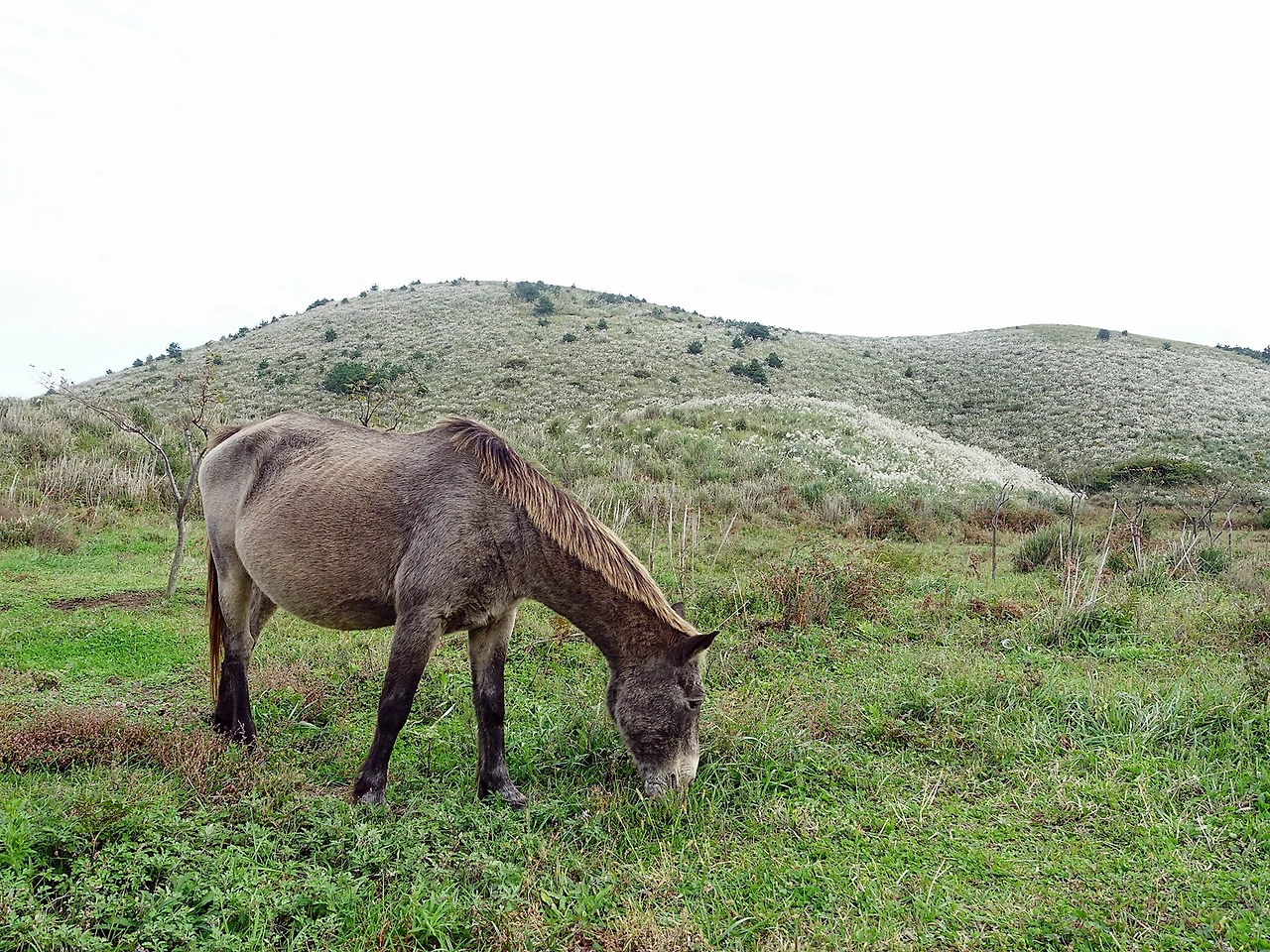 용눈이오름 (12).JPG