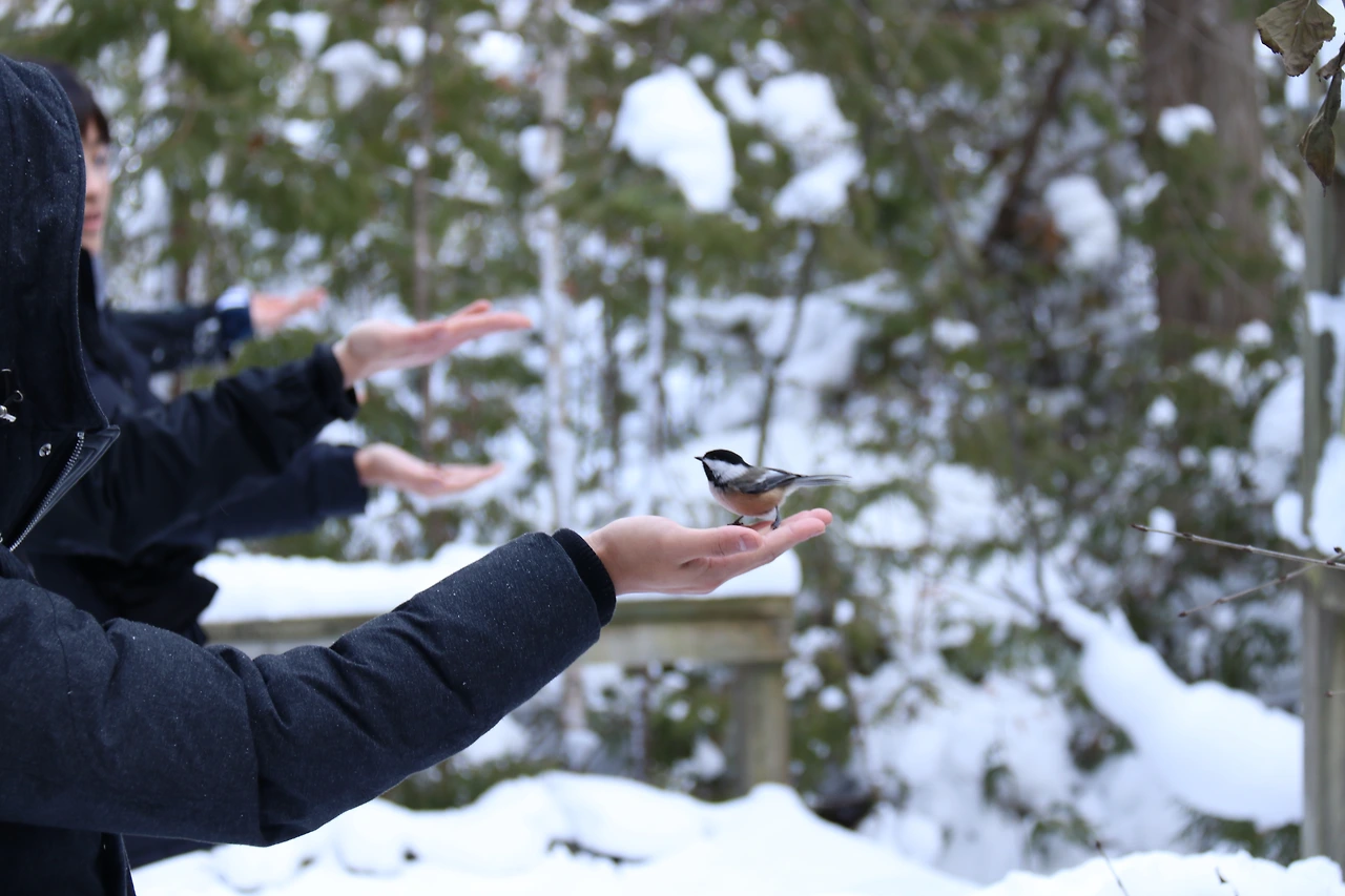 15-2.MacGregor Bird Feeding.JPG
