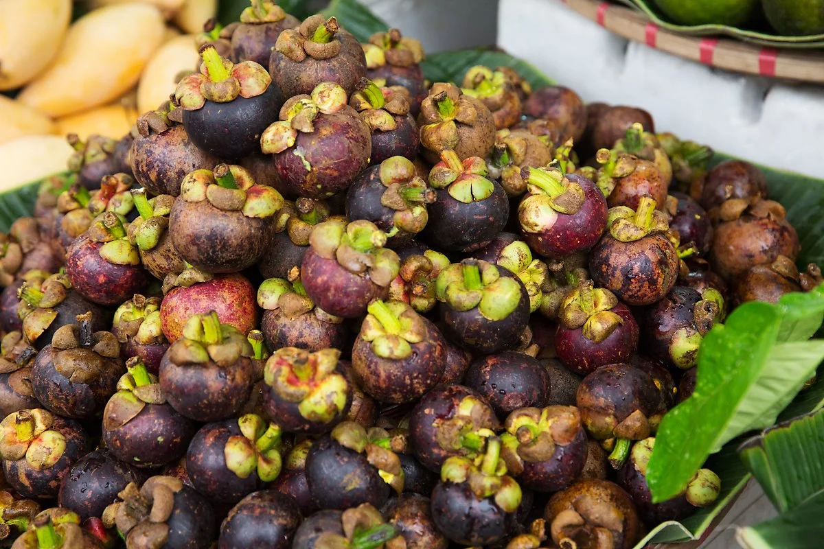 %ED%95%98%EC%9D%B4%ED%90%81%EC%8B%9C%EC%9E%A5_%EA%B3%BC%EC%9D%BC_%EB%A7%9D%EA%B3%A0%EC%8A%A4%ED%8B%B4.jpg?type=w1200