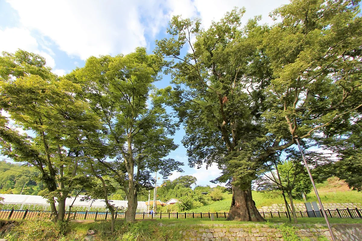 03_%EC%A1%B0%EC%86%8C%EC%95%99_%EA%B8%B0%EB%85%90%EA%B4%80%285%29_%ED%99%A9%EB%B0%A9%EB%A6%AC%EB%8A%90%ED%8B%B0%EB%82%98%EB%AC%B4.JPG?type=w1200