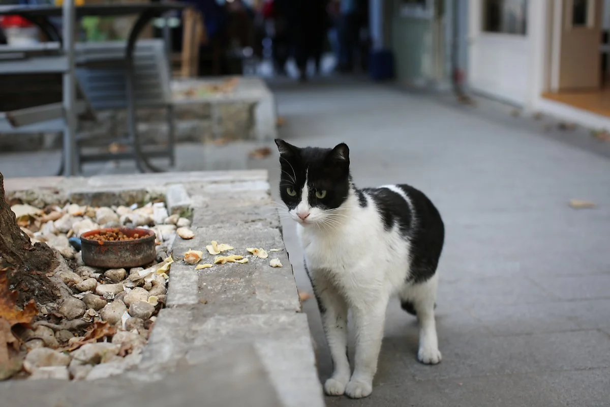 _%EC%9D%B4%EC%8A%A4%ED%83%84%EB%B6%88_%EA%B8%B8%EB%83%A5%EC%9D%B4_%281%29.jpg?type=w1200