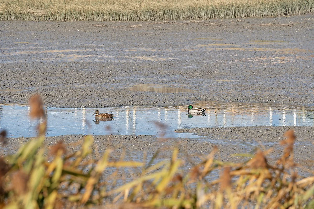 DSC03200.jpg?type=w1200