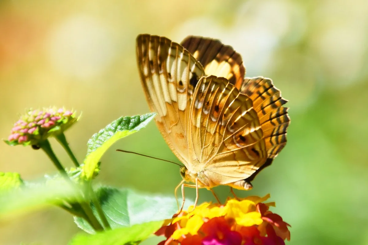 %EB%82%98%EB%B9%84%EB%86%8D%EC%9E%A5_%287%29.jpg?type=w1200