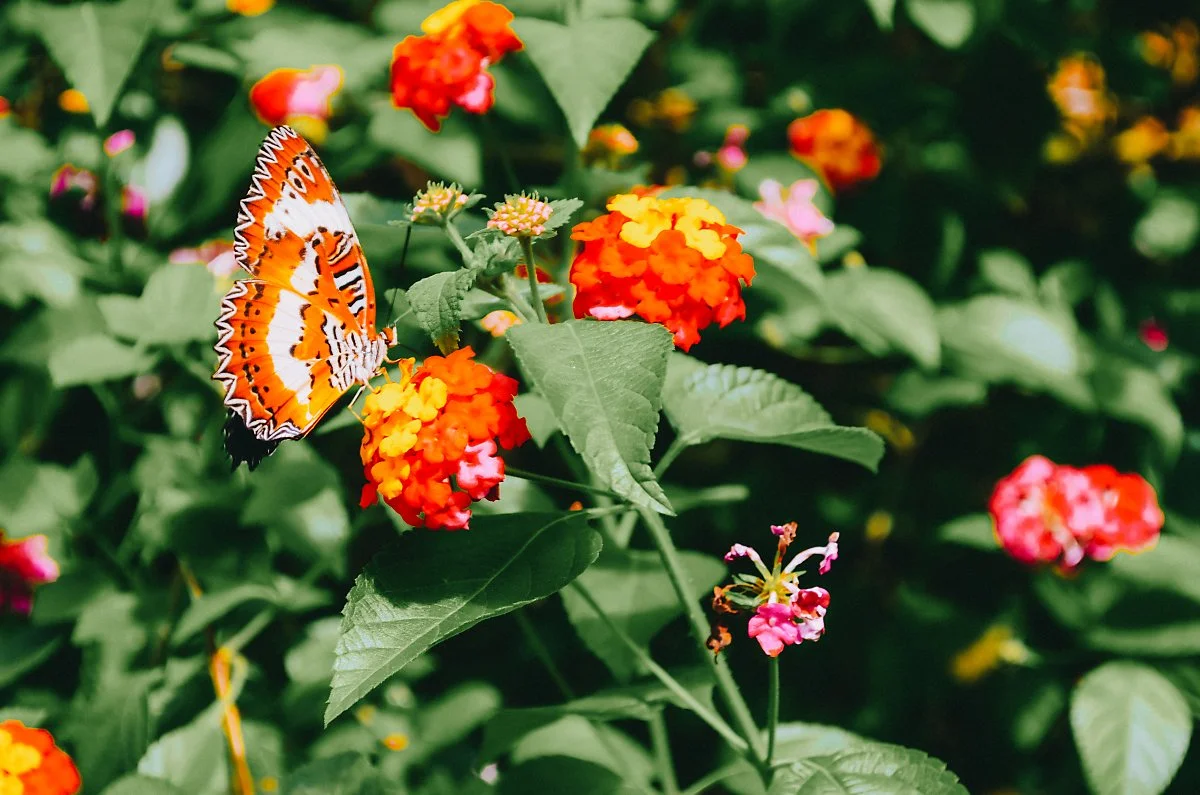 %EB%82%98%EB%B9%84%EB%86%8D%EC%9E%A5_%285%29.jpg?type=w1200