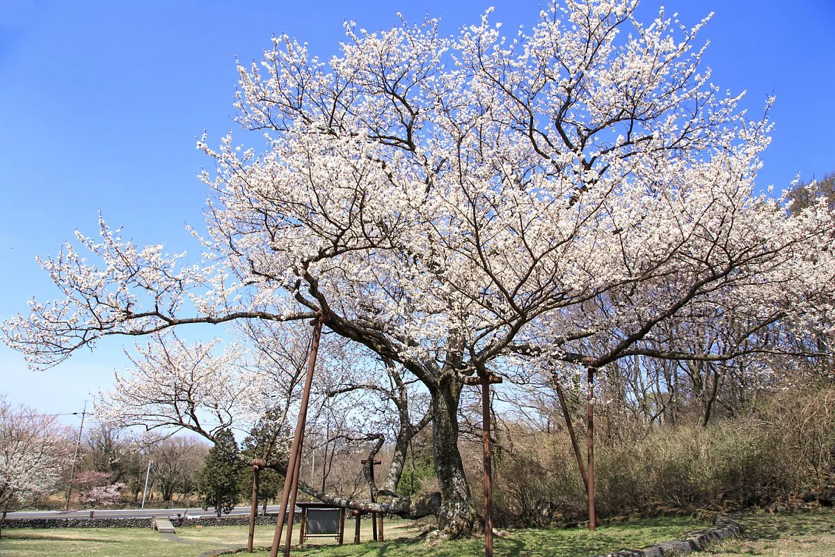 %EC%99%95%EB%B2%9A%EB%82%98%EB%AC%B4%EC%9E%90%EC%83%9D%EC%A7%80_%EC%A0%95%EC%9D%80%EC%A3%BC.JPG?type=w1200