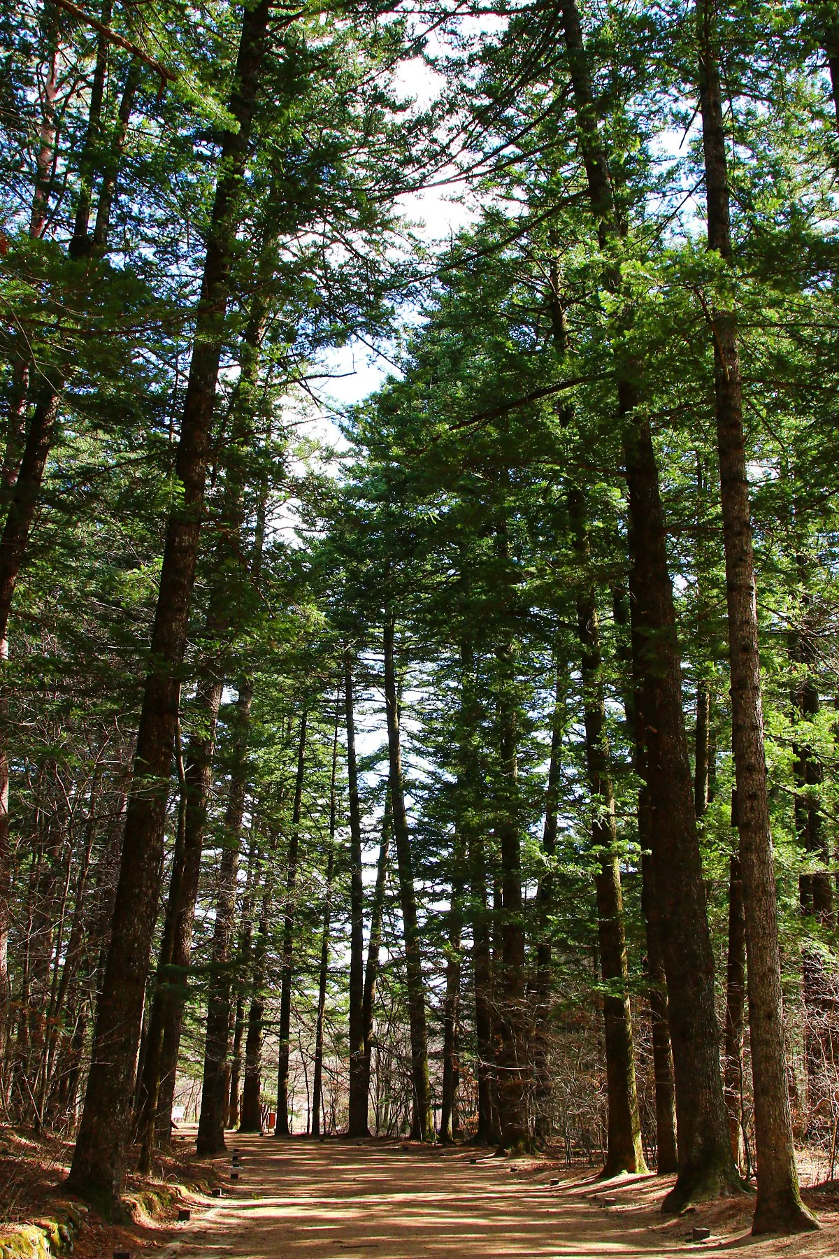 %EC%A0%84%EB%82%98%EB%AC%B4%EC%88%B2%EA%B8%B8_%2812%29.jpg?type=w1200