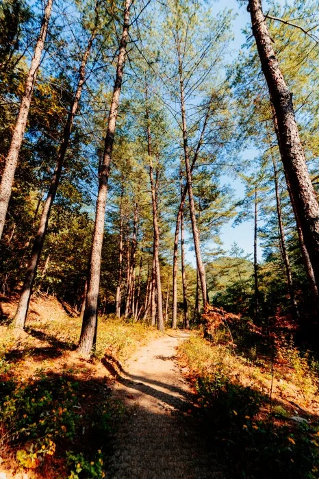 %EC%82%BC%EC%B2%99%ED%99%9C%EA%B8%B0%EC%B9%98%EC%9C%A0%EC%9D%98%EC%88%B2_(1).jpg?type=w466