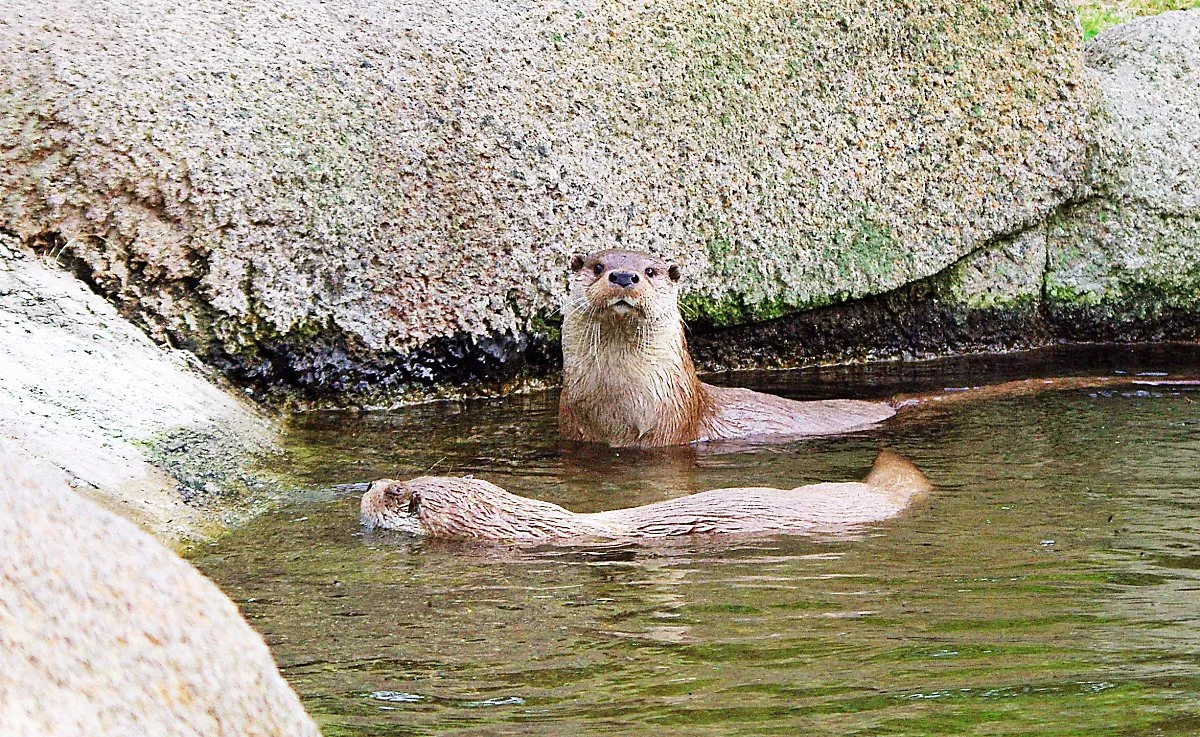 %EC%B2%AD%EC%A3%BC%EB%8F%99%EB%AC%BC%EC%9B%90%EC%97%90_%EC%9E%88%EB%8A%94_%EC%88%98%EB%8B%AC.JPG?type=w1200