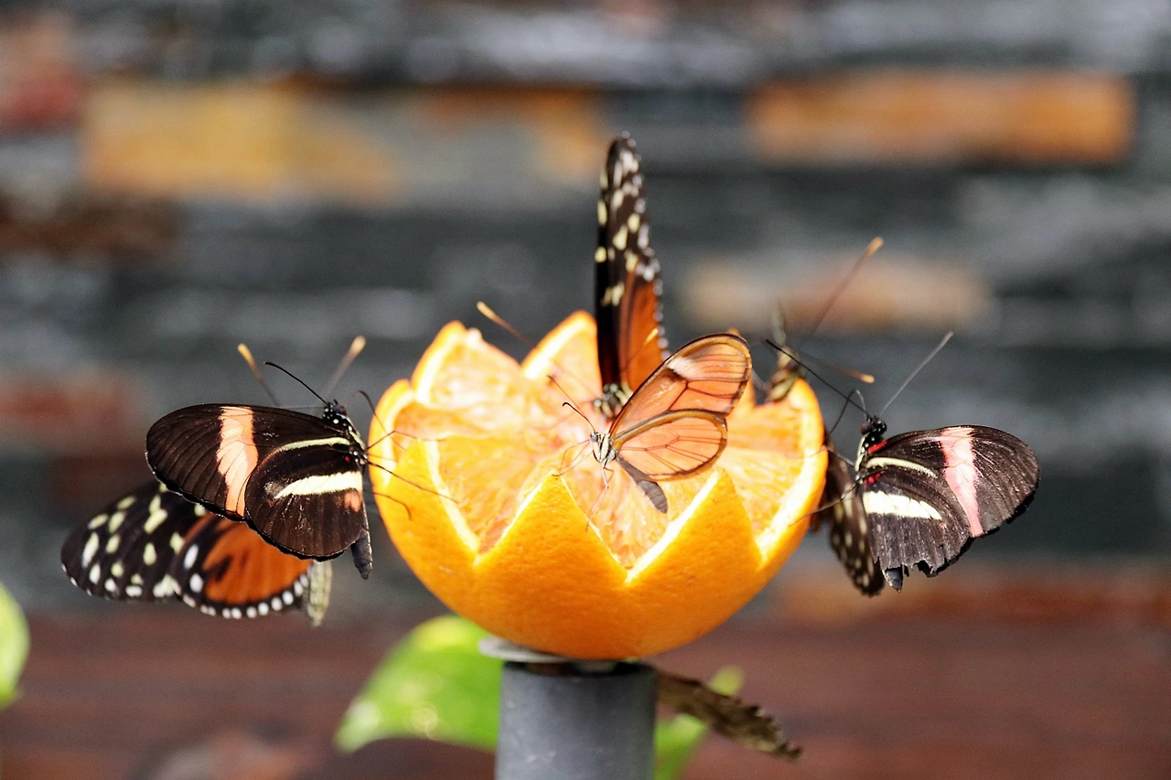 8-CMN-Butterfly-4 copy.JPG