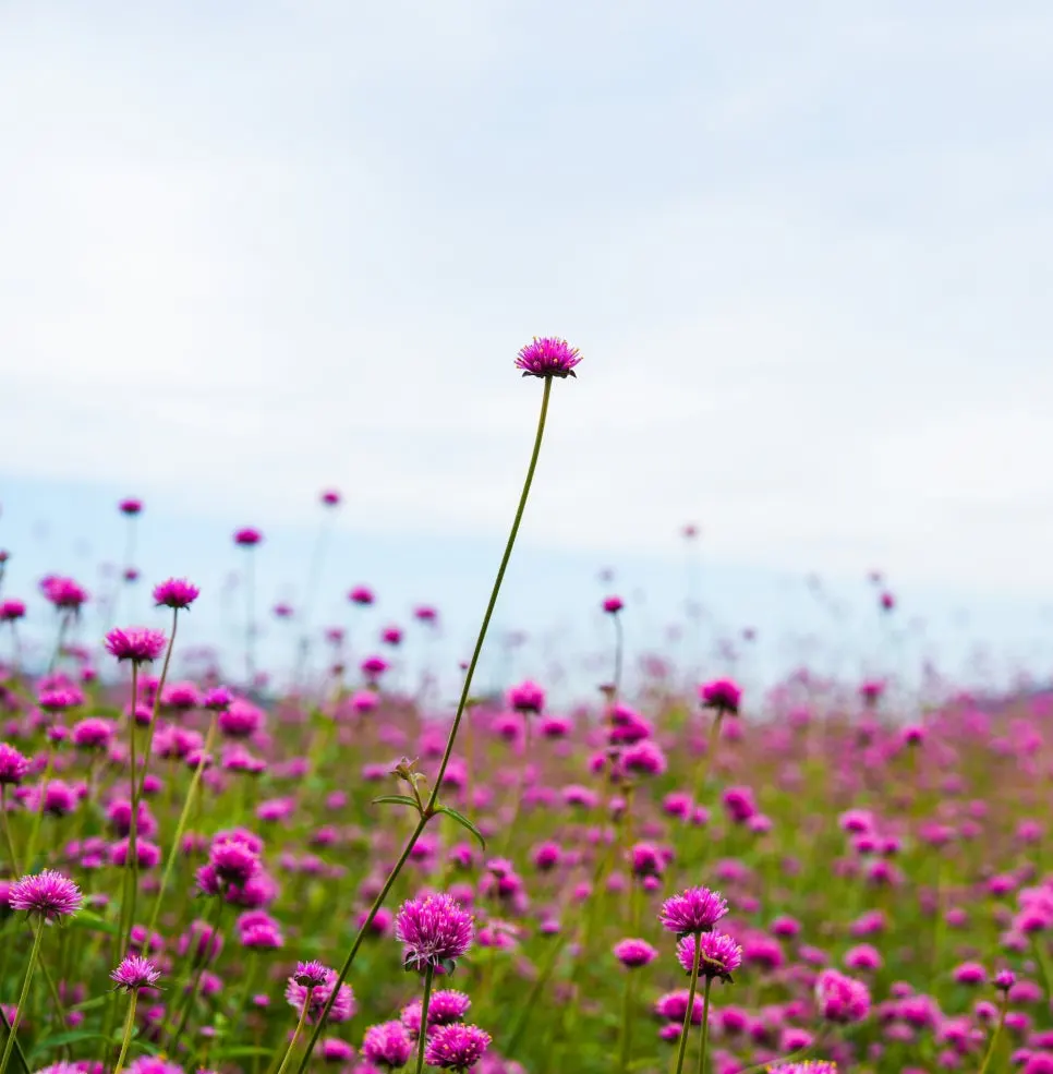 %EA%B3%A0%EC%84%9D%EC%A0%95%EA%BD%83%EB%B0%AD-03.jpg?type=w966