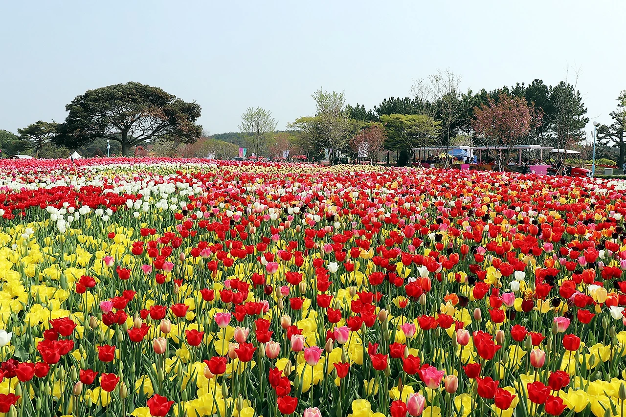 태안튤립축제1.JPG