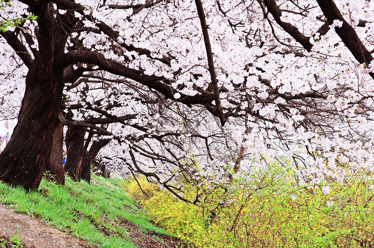 %EB%B2%9A%EA%BD%83_%EA%B0%9C%EB%82%98%EB%A6%AC%EA%BD%83_%ED%92%80%EB%B0%AD%EC%9D%B4_%EC%96%B4%EC%9A%B8%EB%A6%B0_%ED%92%8D%EA%B2%BD.JPG?type=w1200