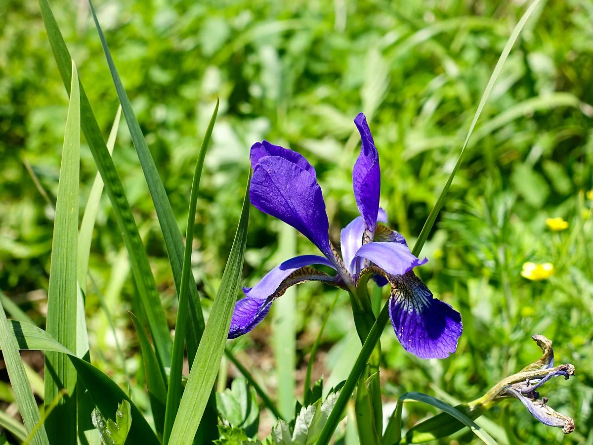 3._%EB%B6%93%EA%BD%83.JPG?type=w1200