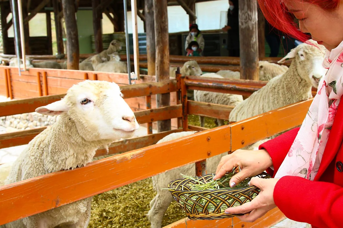 %EC%96%91%EB%96%BC%EB%AA%A9%EC%9E%A5_%283%29.jpg?type=w1200