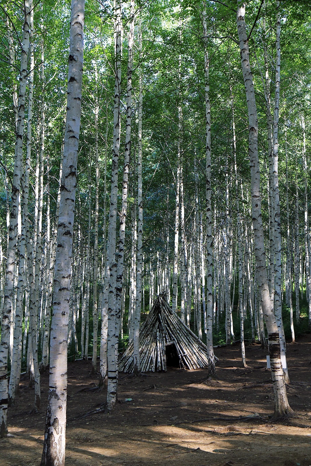 인제 자작나무 숲 (6).JPG