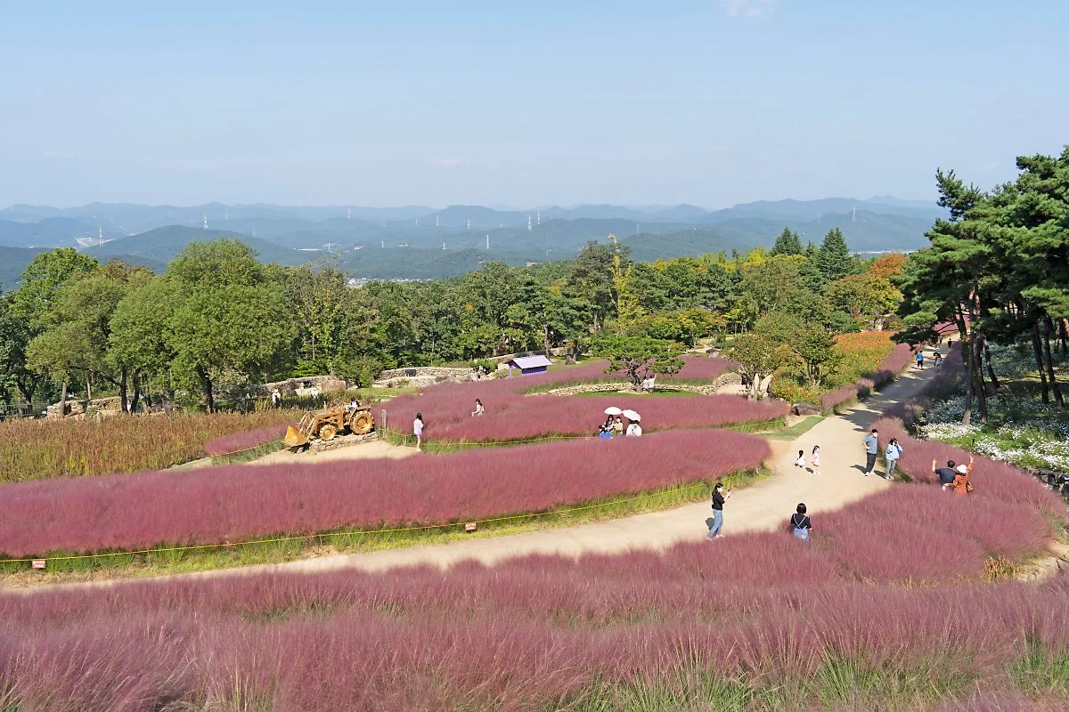 %EC%82%AC%EC%A7%8410_%ED%95%91%ED%81%AC%EB%AE%AC%EB%A6%AC%EC%96%B8%EB%8D%95%EC%97%90%EC%84%9C_%EB%B3%B8_%ED%96%A5%EA%B8%B0%EB%9C%B0.jpg?type=w1200