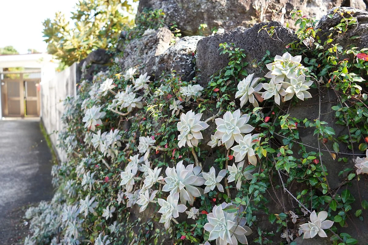 %ED%95%98%EB%A1%80%EB%A7%88%EC%9D%84_%EB%8F%8C%EB%8B%B4%EC%97%90_%EC%9E%90%EB%9D%BC%EB%8A%94_%EB%8B%A4%EC%9C%A1%EC%8B%9D%EB%AC%BC%EC%9D%B4_%EB%A7%88%EC%B9%98_%EA%BD%83%EC%B2%98%EB%9F%BC_%EC%95%84%EB%A6%84%EB%8B%B5%EB%8B%A4.jpg?type=w1200