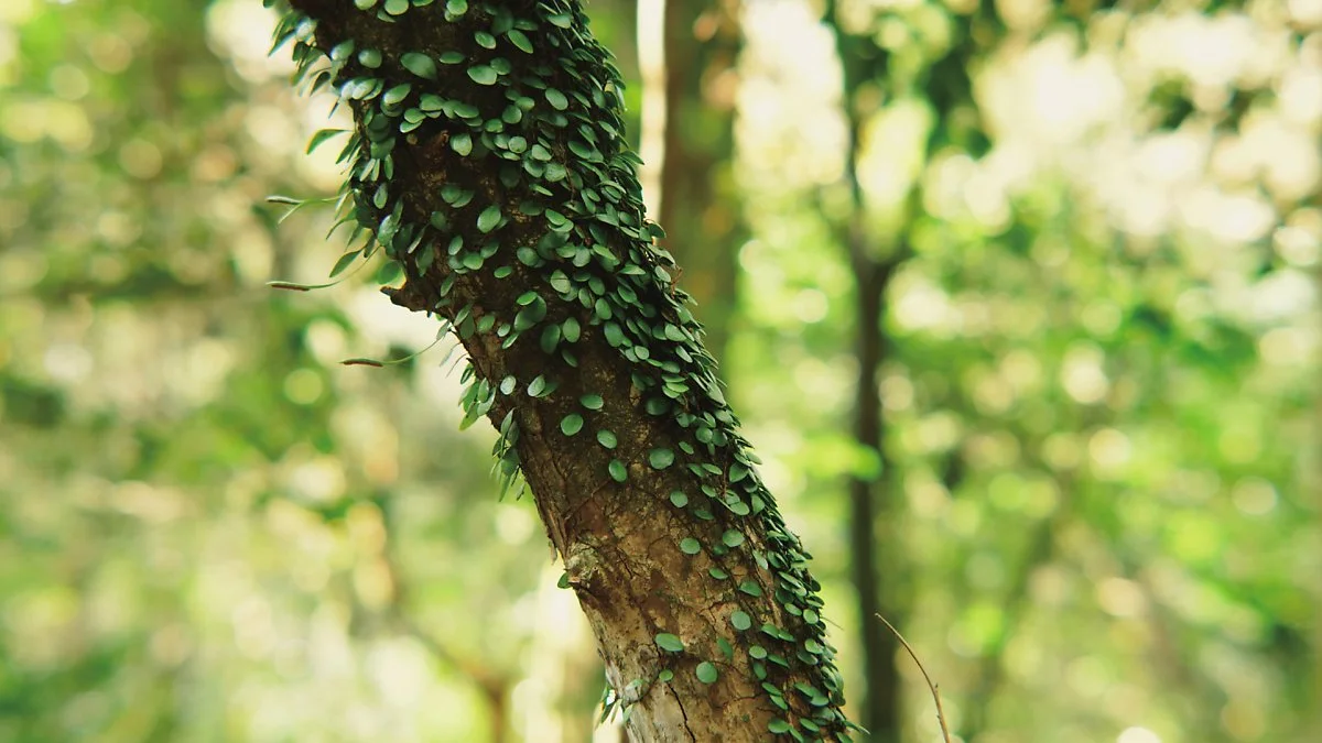 %ED%8F%AC%EB%A7%B7%EB%B3%80%ED%99%98%ED%98%B8%EA%B7%BC%EB%8F%99%28%EC%B9%98%EC%9C%A0%EC%9D%98%EC%88%B2%29_%282%29.jpg?type=w1200