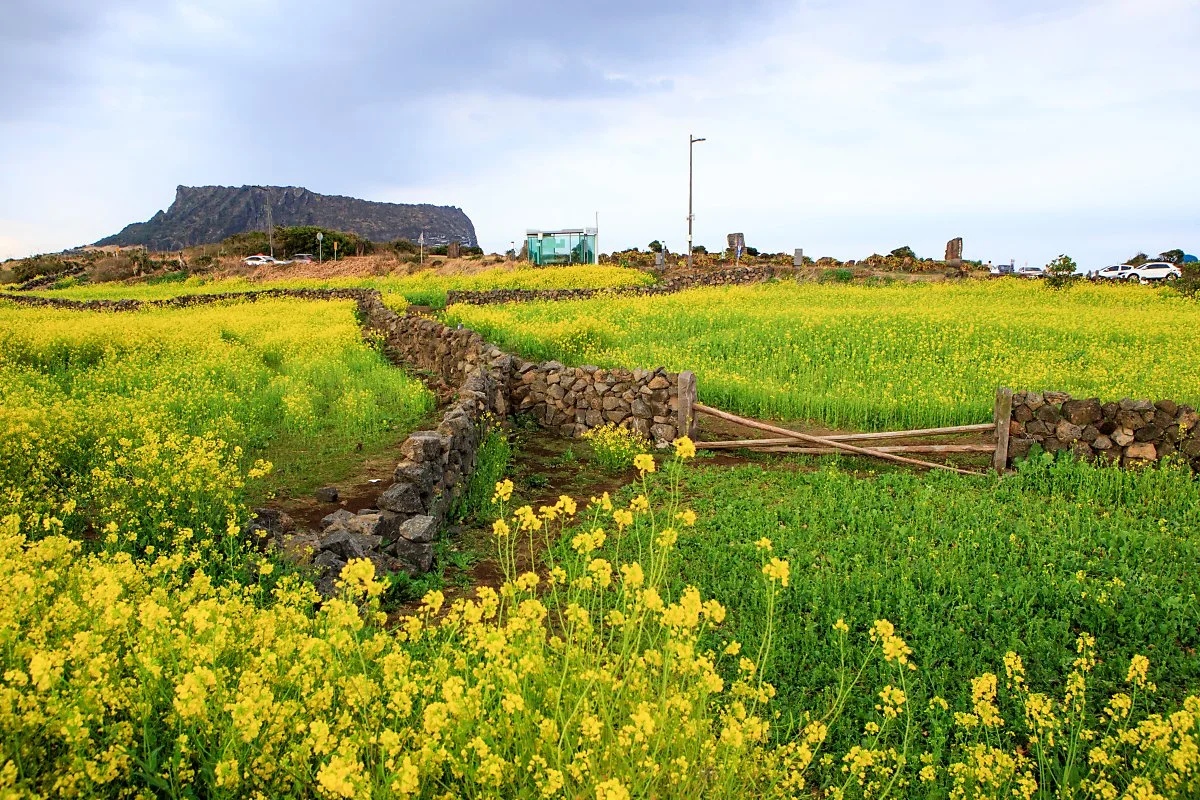 %EC%84%B1%EC%82%B0%EC%9C%A0%EC%B1%84%EA%BD%83%EB%B0%AD_%281%29.jpg?type=w1200