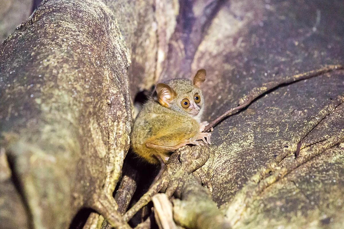 %EA%B5%AD%EB%A6%BD%EA%B3%B5%EC%9B%90%EA%B3%BC_%EC%95%88%EA%B2%BD%EC%9B%90%EC%88%AD%EC%9D%B4_%281%29.jpg?type=w1200