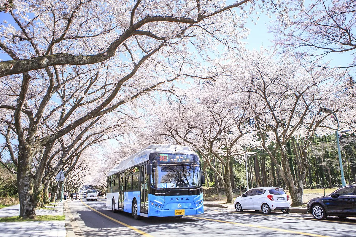 %EC%A0%9C%EC%A3%BC%EB%8C%80%EC%A7%84%EC%9E%85%EB%A1%9C_%281%29.JPG?type=w1200