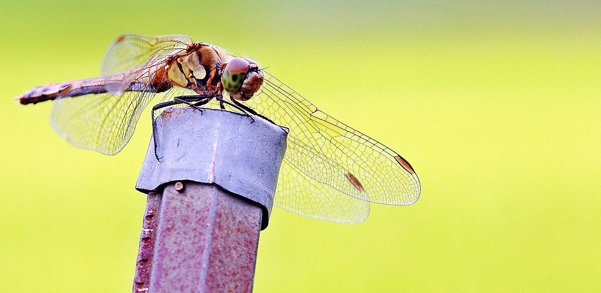 %EB%B0%AD_%EC%9A%B8%ED%83%80%EB%A6%AC_%EC%A7%80%EC%A7%80%EB%8C%80%EC%97%90_%EC%95%89%EC%9D%80_%EC%9E%A0%EC%9E%90%EB%A6%AC.JPG?type=w1200