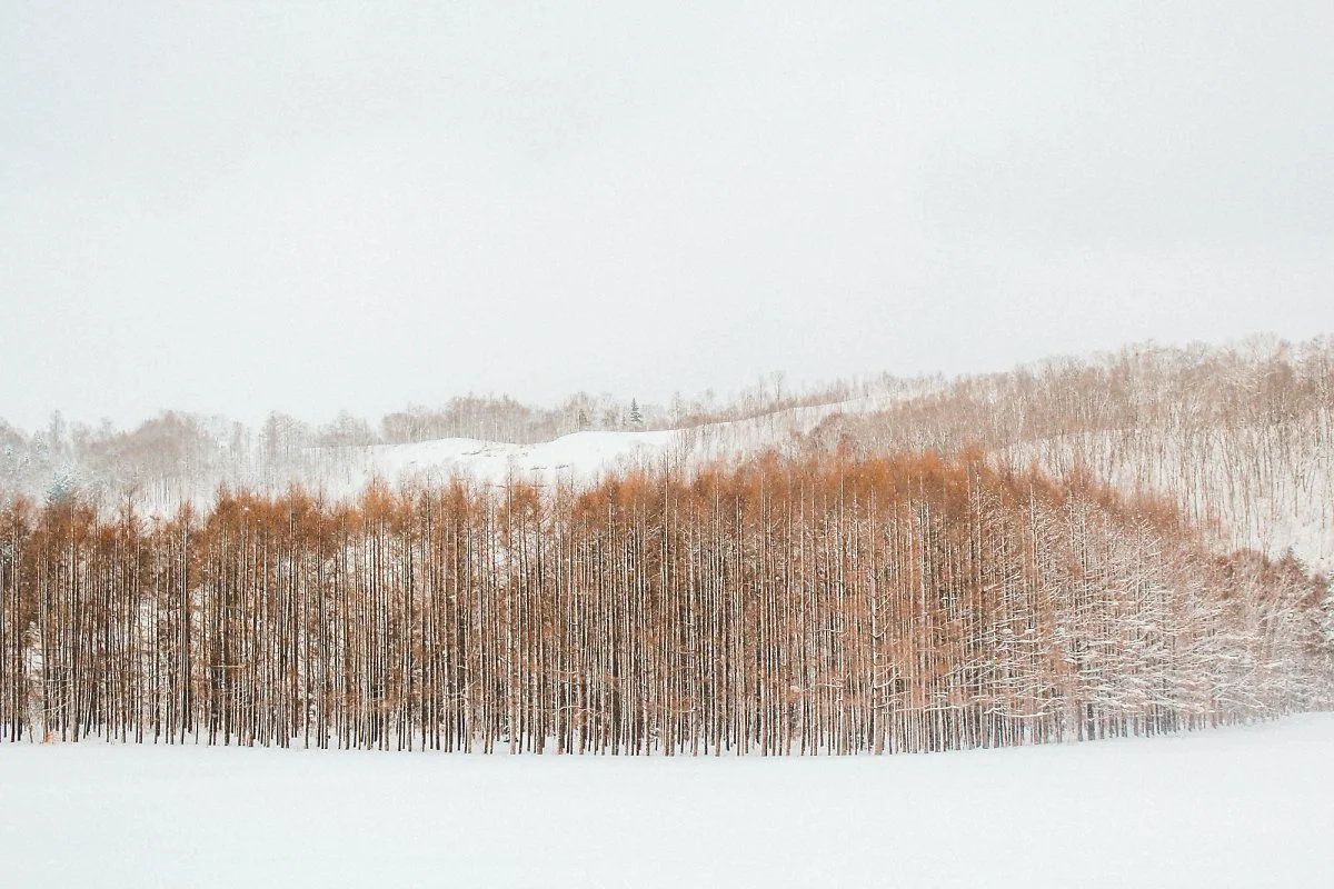 %ED%99%8B%EC%B9%B4%EC%9D%B4%EB%8F%84_%2815%29.jpg?type=w1200