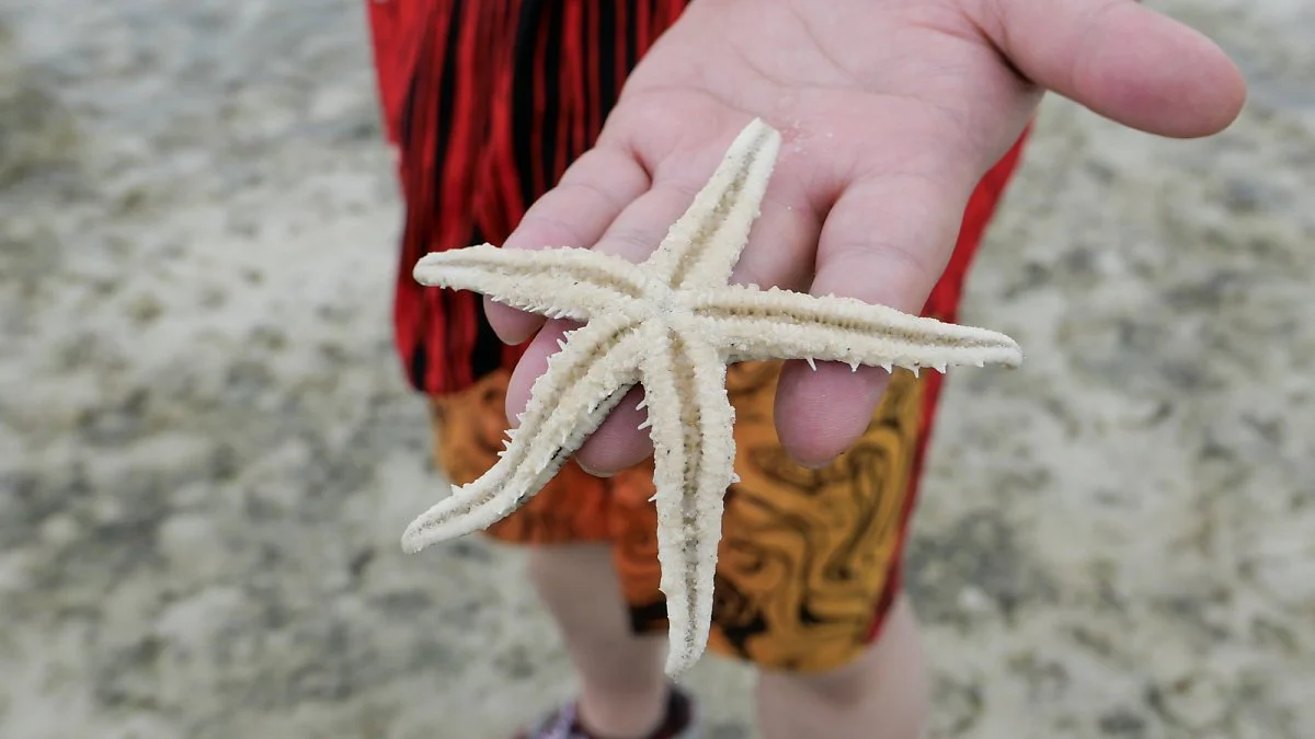 47-%EB%B2%84%EC%A7%84%EC%95%84%EC%9D%BC%EB%9E%9C%EB%93%9C18.jpg?type=w1200