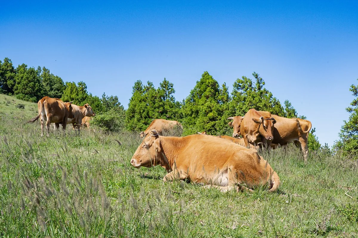 %EC%98%81%EC%A3%BC%EC%82%B0_%283%29.jpg?type=w1200